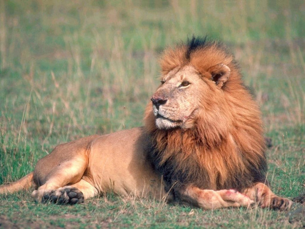 Обои картинки фото животные, львы