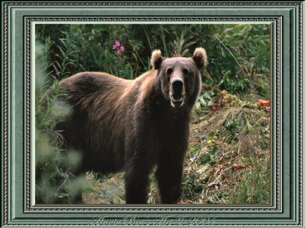 Обои картинки фото животные, медведи