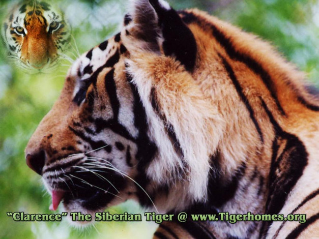 Обои картинки фото животные, тигры