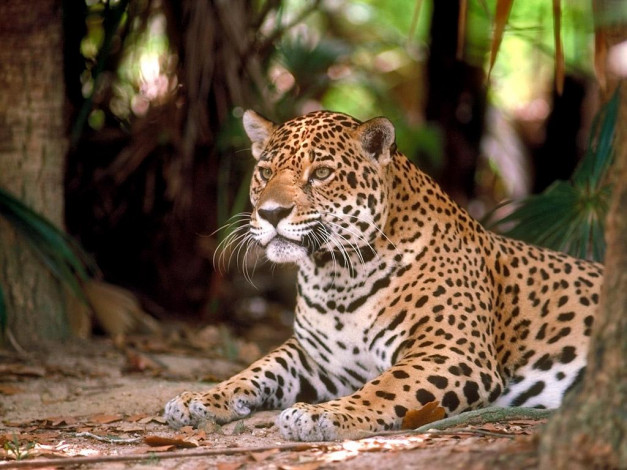 Обои картинки фото животные, Ягуары