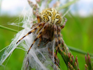 Картинка царева анна Чужой животные пауки