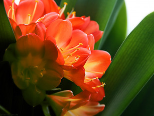 Картинка цветы кливия