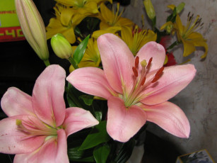 Картинка цветы лилии лилейники