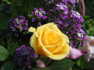 Картинка цветы разные вместе