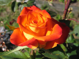 Картинка цветы розы