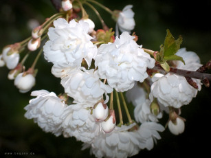 Картинка цветы сакура вишня