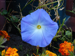 Картинка цветы вьюнки ипомеи