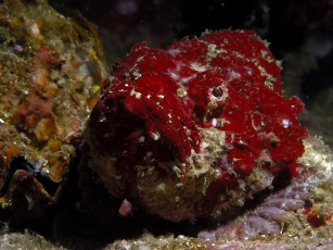 Картинка дьявол животные рыбы