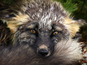 Картинка вы из нас шубы делаете животные лисы