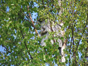 Картинка животные гнезда птиц