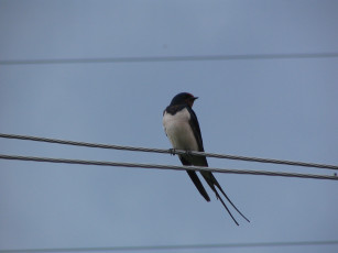 Картинка животные ласточки