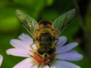 Картинка животные пчелы осы шмели