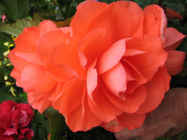 Обои картинки фото бегония, цветы