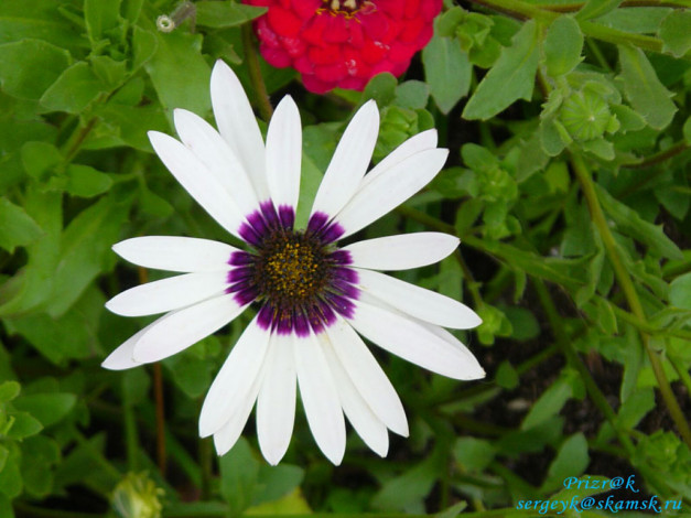 Обои картинки фото цветы, диморфотеки