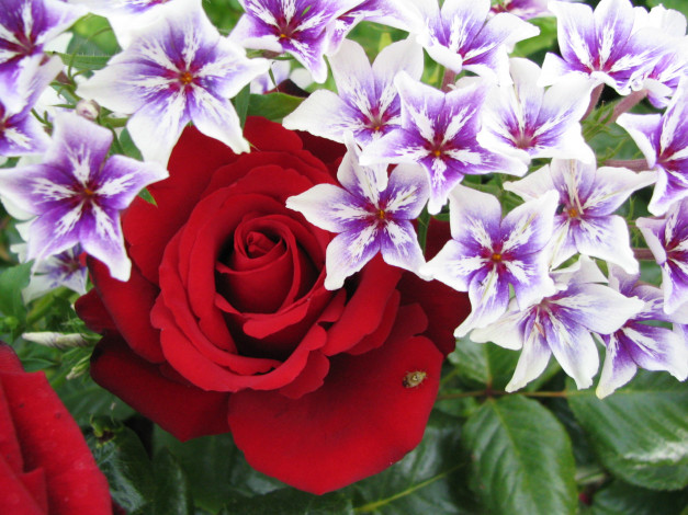 Обои картинки фото цветы, разные, вместе