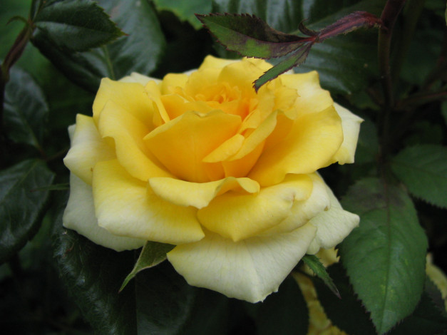 Обои картинки фото цветы, розы