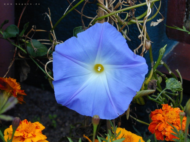 Обои картинки фото цветы, вьюнки, ипомеи