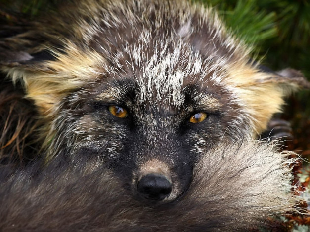 Обои картинки фото вы, из, нас, шубы, делаете, животные, лисы