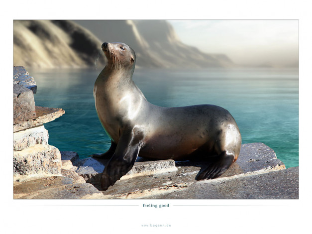 Обои картинки фото животные, тюлени, морские, львы, котики