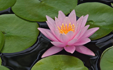 Картинка цветы лилии водяные нимфеи кувшинки