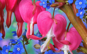 Картинка цветы разные вместе