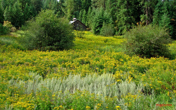 Картинка природа