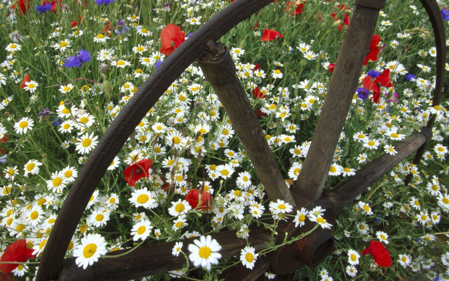 Обои картинки фото цветы, луговые, полевые