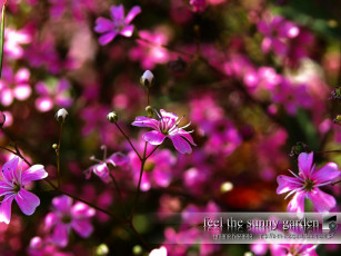 Картинка цветы