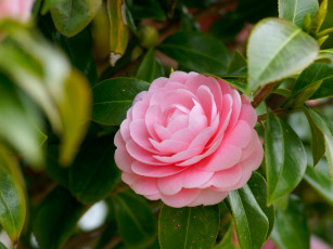 Картинка цветы камелии камелия