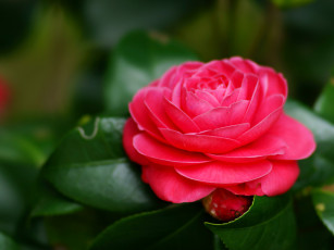 Картинка цветы камелии камелия