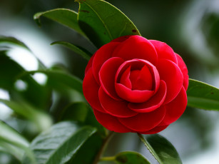 Картинка цветы камелии камелия