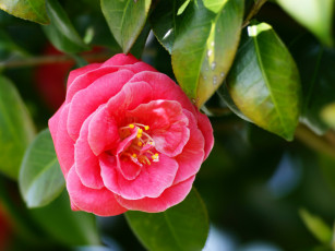 Картинка цветы камелии камелия