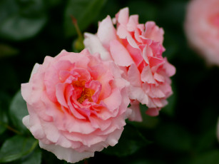 Картинка цветы розы