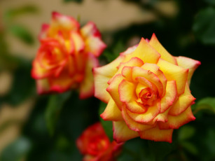 Картинка цветы розы