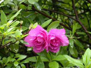 Картинка цветы шиповник