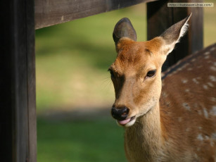 Картинка животные олени