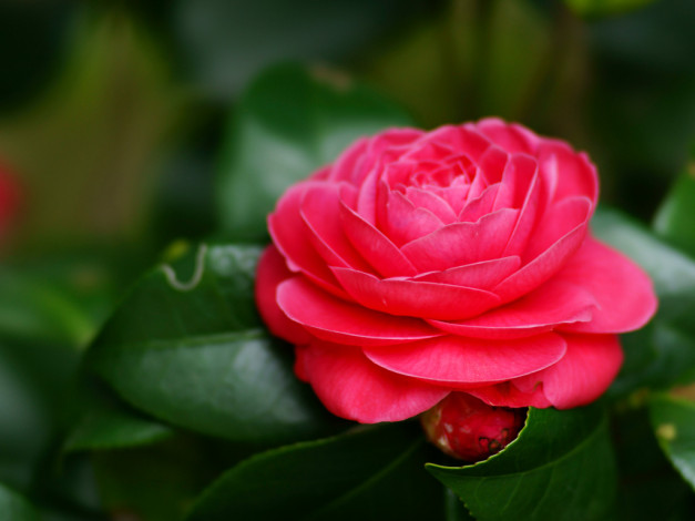 Обои картинки фото цветы, камелии, камелия