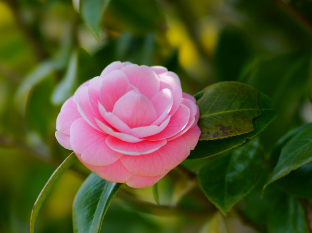 Обои картинки фото цветы, камелии, камелия