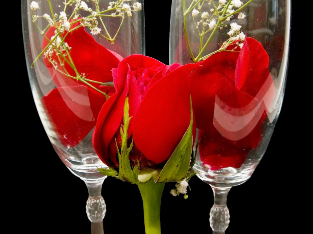 Обои картинки фото цветы, розы