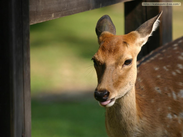 Обои картинки фото животные, олени
