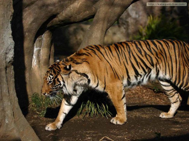 Обои картинки фото животные, тигры