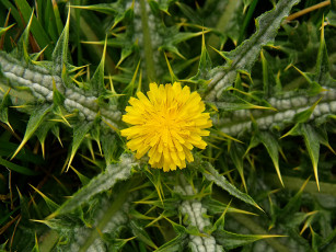 Картинка цветы цветок колючки