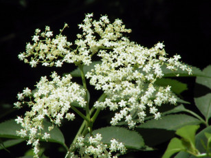 Картинка цветы цветущие деревья кустарники много цветочки куст ветка