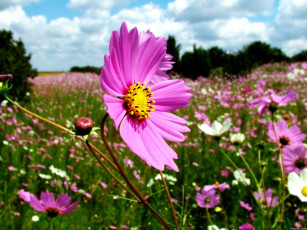 Картинка цветы космея небо облака лето цветник