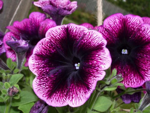 Картинка цветы петунии калибрахоа фиолетовый