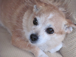 Картинка животные собаки взгляд