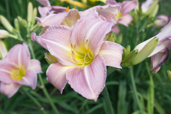 Картинка цветы лилии лилейники лилейник