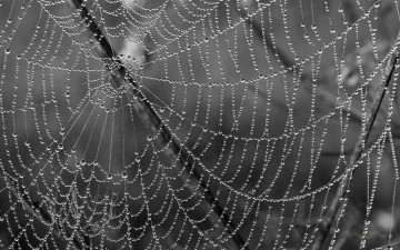 Картинка природа макро капли паутина