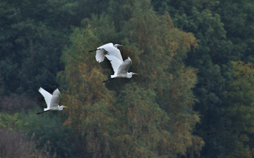 Картинка животные цапли полет