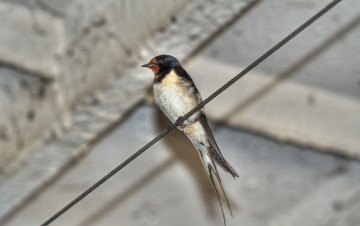 Картинка животные ласточки провод птичка